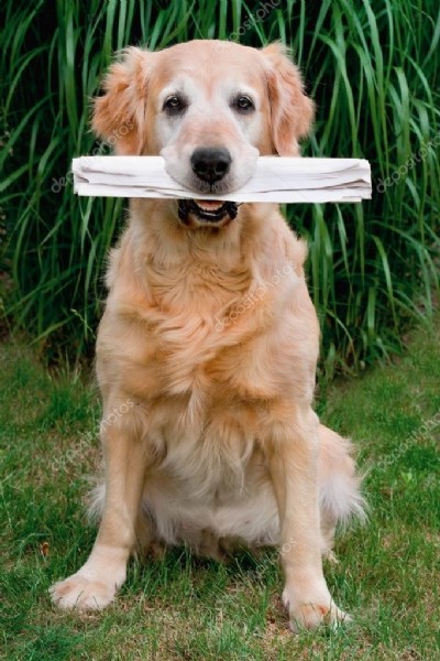 Il primo matrimonio fra cani 